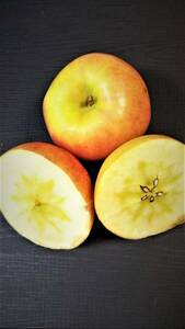★♪♪　幻のリンゴ　高徳（こうとく）　蜜たっぷり １年生苗木です！！ 近年果実は『こみつ』（商標登録）という名で販売♪♪★