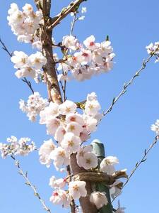 ♪♪　日本の春を代表する桜　満開です！！　染井吉野（ソメイヨシノ）　１年生　苗木　♪♪