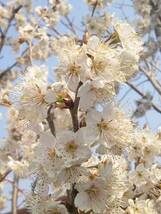 ★★　サクランボ　品種　『暖地（だんち）桜桃』　　５月ごろに真っ赤な実を収穫できます　同等品　地中ポット★★_画像2