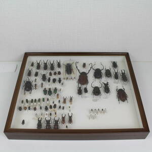  insect specimen Germany box oo Kiva Miyama stag beetle battery tenagakoga joke material i one tenagakoganebita squirrel Miyama ka Miki rim sio Sam si etc. *328f