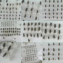 中古◆昆虫標本 ドイツ箱入 カミキリムシ 海外 台湾 TAIWAN◆326b_画像5