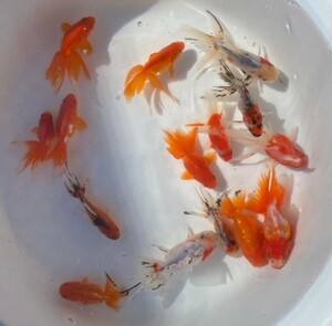 ■ミックス金魚 二歳魚■15匹セット 約10~13cm■4－6 土曜日発送です。■発送不可地域あり