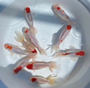 ■変わり金魚 二歳魚■10匹セット 約13cm■11－1 土曜日発送です。■発送不可地域あり