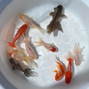 ■変わり金魚 二歳魚■10匹セット 約10~13cm■13－3 土曜日発送です。■発送不可地域あり