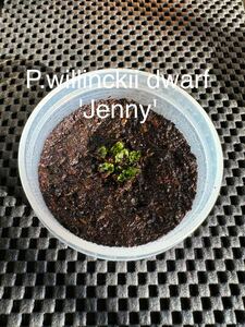 P.willinckii dwarf 'Jenny' 前葉体　