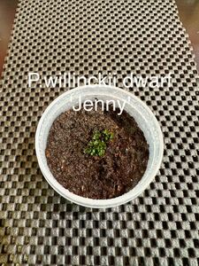 P.willinckii dwarf 'Jenny'#1 front leaf body 