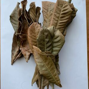 無農薬栽培 乾燥した枇杷の葉　60g