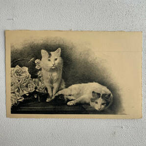 フランス アンティーク 1920-40s ハチワレ 猫 子猫 ポスト カード イラスト 写真 クラシック ポスター ぬいぐるみ おもちゃ ヴィンテージ