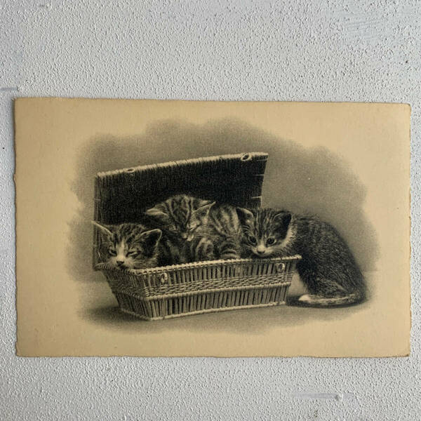 フランス アンティーク 1920-40s とら 猫 子猫 ポスト カード イラスト 写真 クラシック ポスター ぬいぐるみ おもちゃ ヴィンテージ 2