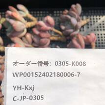 多肉植物15個 0305-K008 シンデレラ エケベリア カット苗 寄植え_画像3