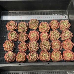 多肉植物24個 0312-D095 レッドキュートドラゴン エケベリア カット苗 寄植え