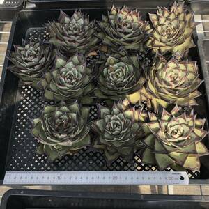 （出荷日3/29）多肉植物10個 0319-K064 エボニー エケベリア カット苗 寄植え