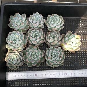 （出荷日3/29）多肉植物10個 0319-K116 アイスグリーン エケベリア カット苗 寄植え