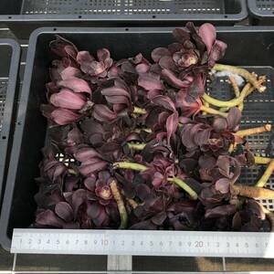 多肉植物 24個 0402-K060 メデューサ錦 カット苗 寄植え