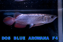 売り切り、マレーシア産　極上藍底過背金龍『　ＤＯＳ・ＢＬＵＥ・AROWANA ・Ｆ４　』　メタルブルータイプ強烈光沢　27ｃｍ　NO2506_画像4