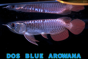 売り切り、インドネシア産　極上藍底過背金龍『　ＤＯＳ・ＢＬＵＥ・AROWANA ・Ｆ４　』　メタルブルータイプ強烈光沢　27ｃｍ　NO1400