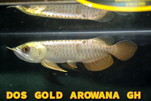 売り切り、インドネシア産　極上、純血本物過背金龍『　ＤＯＳ・ＧＯＬＤ・AROWANA　』　ゴールデン２４ｋフルヘルメット　NO.8896_画像2