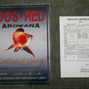 第36２弾！！！カプアスフルの辣椒紅龍の実力 『 DOS・RED・Ｆ４スペシャル 』 希少の赤頭の特選個体 ベタ赤Ｔｙｐｅ ＮＯ.0257の画像9