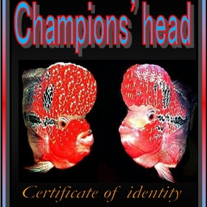 売り切り！フラワーホーンの王様！ 『 Champions head 』超人気色の ”レッドヘッド・ショートバディー 10ｃｍ±  Ｆ０１の画像6