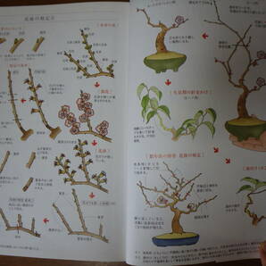 入門 小さな樹の盆栽 はじめてのオール・イラスト解説書 定価１８５２円の画像4