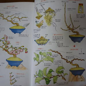 入門 小さな樹の盆栽 はじめてのオール・イラスト解説書 定価１８５２円の画像6