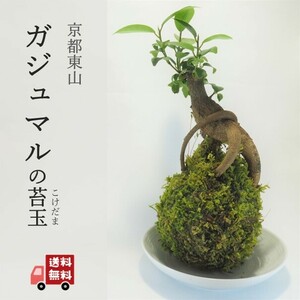 『ガジュマルの苔玉』風水パワー★苔玉★多幸の樹★プレゼント★インテリア★観葉植物★送料無料_326