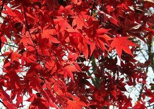  seeds bonsai. kind iro is momiji.. is . leaf 50 bead 