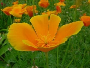  California * poppy 30 bead 