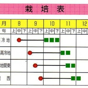 戸隠大根 40粒の画像2