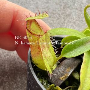 期間限定Spring Sale!! BE-4044 N. hamata 'Lumut x Tambusisi' ウツボカズラ 食虫植物