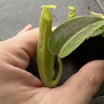 BE-4081 N. maxima 'Sulawesi wavy leaf' ウツボカズラ 食虫植物 ネペンテス 3_画像4