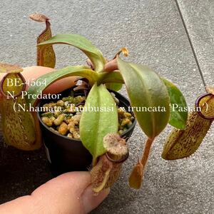 BE-4564 N.Predator＝ hamata ‘Tambusisi’ x truncata ‘Pasian’ ウツボカズラ 食虫植物 ネペンテス 6