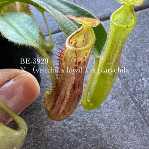 BE-3920 N.（veitchii x lowil ）x platychila ウツボカズラ 食虫植物 ネペンテス 4