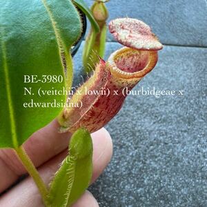 BE-3980 N. (veitchii x lowii) x (burbidgeae x edwardsiana) ウツボカズラ 食虫植物 ネペンテス 1