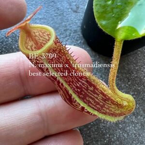 BE-3709 N. maxima x ‘trusmadiensis’ ウツボカズラ 食虫植物 ネペンテス 3