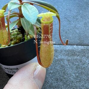 BE-3770 N. aenigma ウツボカズラ 食虫植物 ネペンテス 4