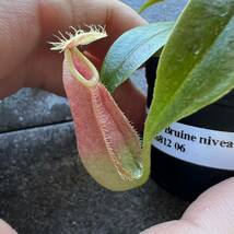 N. rafflesiana ‘Brunei nivea’ BE-3141 ウツボカズラ 食虫植物 ネペンテス 6_画像5