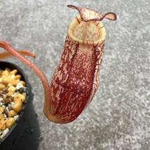 BE-3322 N. spectabilis Perkinson Giant ウツボカズラ 食虫植物 ネペンテス2_画像5
