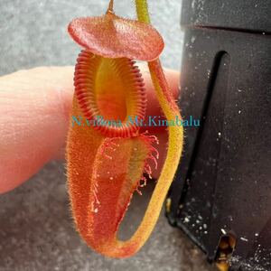 Nepenthes villosa Mt.Kinabalu ウツボカズラ 食虫植物 ネペンテス