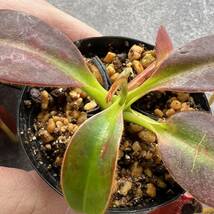 Nepenthes villosa Mt.Kinabalu ウツボカズラ 食虫植物 ネペンテス_画像3