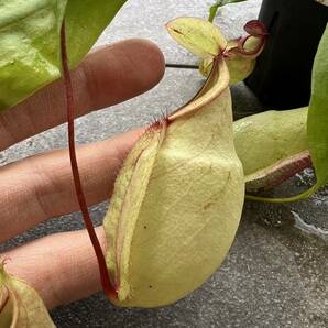 Nepenthes mirabilis green ウツボカズラ 食虫植物の画像3