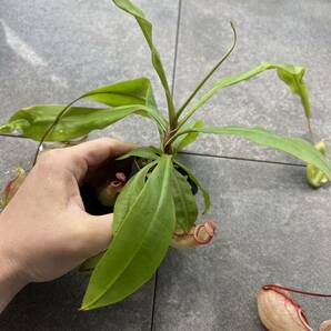 Nepenthes mirabilis green ウツボカズラ 食虫植物の画像4