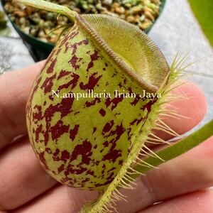 Nepenthes ampullaria Irian Jaya ウツボカズラ 食虫植物 ネペンテス