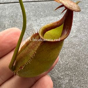 Nepenthes bicalcarata red ウツボカズラ 食虫植物 ネペンテス