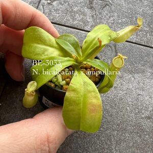 期間限定Spring Sale!! BE-3033 N. bicalcarata x ampullaria ウツボカズラ 食虫植物 ネペンテス 3