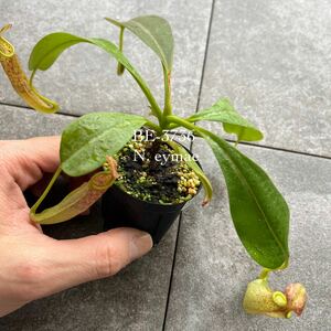 期間限定Spring Sale!! BE-3736 N. eymae ウツボカズラ 食虫植物 ネペンテス 24