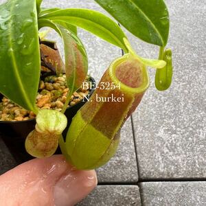 BE-3254 N. burkei ウツボカズラ 食虫植物 ネペンテス 2