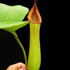 BE-4001 N.truncata single clone-Singapore Botanic gardens ウツボカズラ 食虫植物 ネペンテス 2の画像2