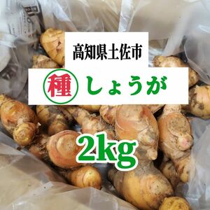 土佐市産種生姜　2kg