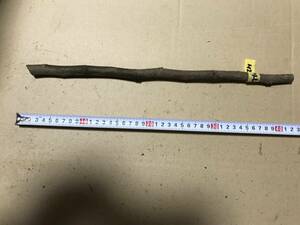 イチジク 穂木 メアリーレーン 長さ38cm以上 太さ10mm以上 同梱可 無花果 いちじく 苗木 管H2M-1